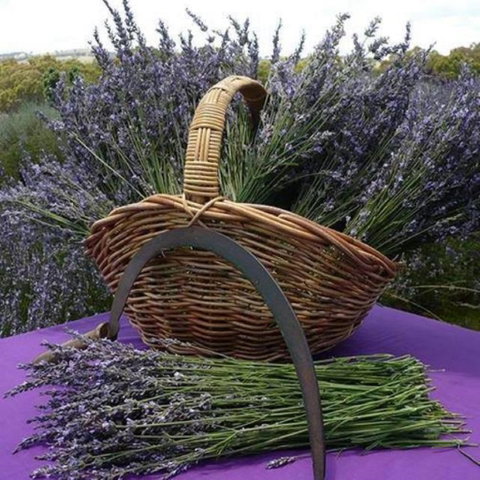 Rustique Lavender Farm - Attractions Melbourne 0