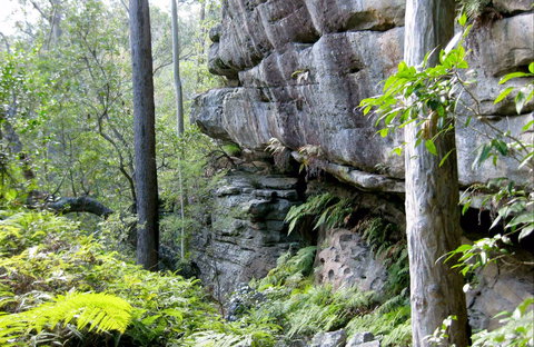 She-Oak Crossing Walk - Attractions Melbourne 0