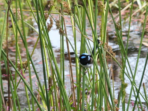 Swainsona Reserve - Attractions Melbourne 1