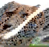 Tasmania Zoo - Attractions Melbourne