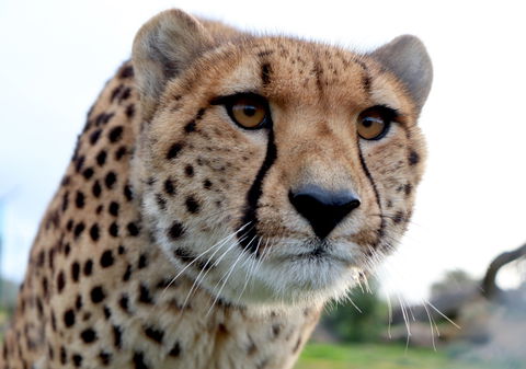 Tasmania Zoo - Attractions Melbourne 0