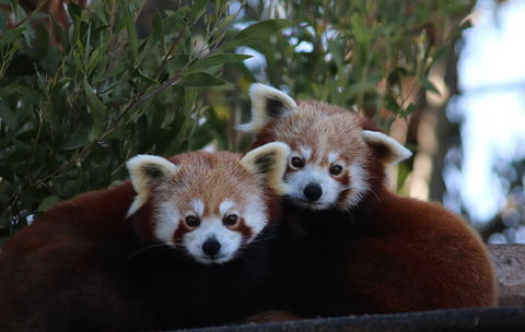 Tasmania Zoo - Attractions Melbourne 1