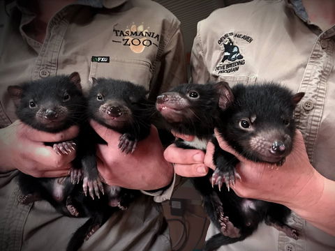 Tasmania Zoo - Attractions Melbourne 2
