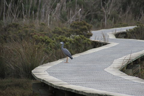 Warringine Park & Bittern Coastal Wetlands Boardwalk - Attractions Melbourne 1