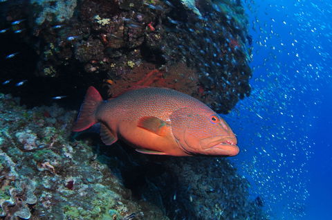 Anchor Bommie Dive Site - Attractions Melbourne 0