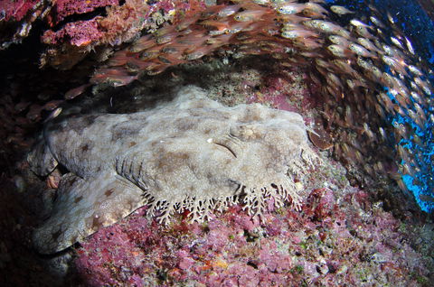 Anchor Bommie Dive Site - Attractions Melbourne 1