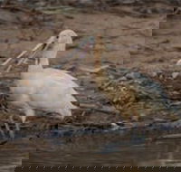 Bird watching at the Goan water hole - Attractions Melbourne