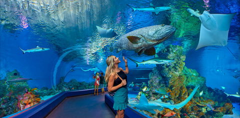 Cairns Aquarium - Attractions Melbourne 0