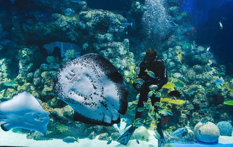 Cairns Aquarium - Attractions Melbourne 1