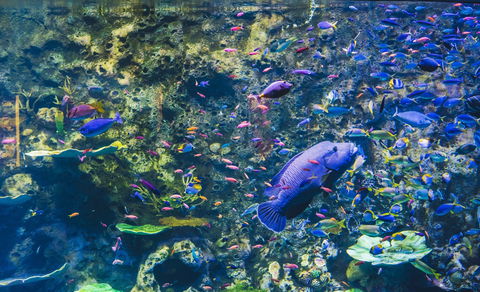 Cairns Aquarium - Attractions Melbourne 2