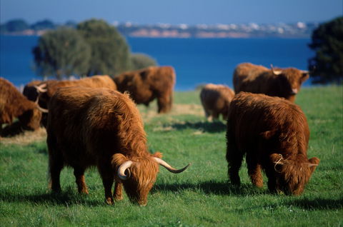 Churchill Island - Attractions Melbourne 2