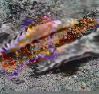 Curtin Artificial Reef Dive Site - Attractions Melbourne