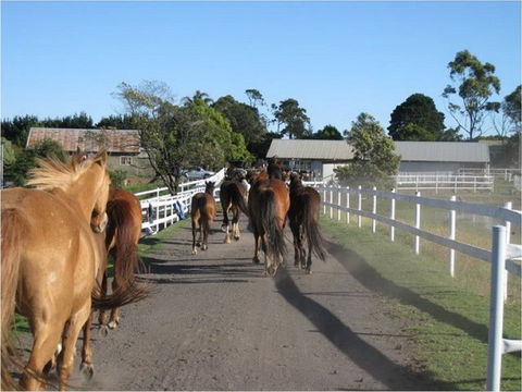 Darkes Forest Riding Ranch - Attractions Melbourne 0