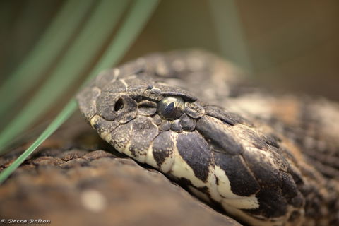 Discover Deadly - Attractions Melbourne 0