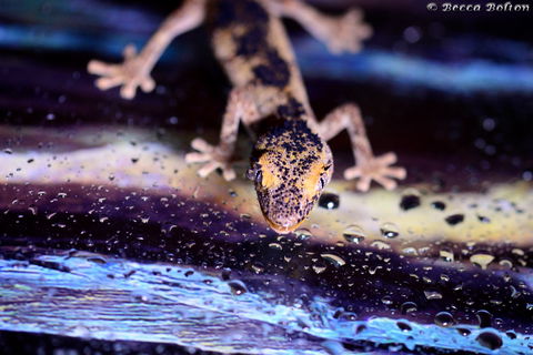 Discover Deadly - Attractions Melbourne 2