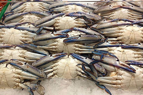 Fish And Fowl - Attractions Melbourne 1