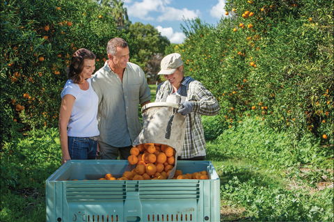 Gayndah's Big Orange - Attractions Melbourne 1