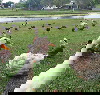 Gooseponds North Mackay - Attractions Melbourne