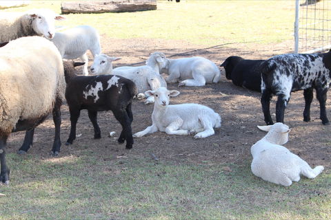 Haigslea EWE Nique Hobby Farm - Attractions Melbourne 1