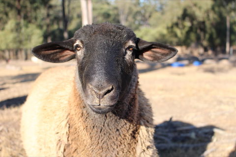 Haigslea EWE Nique Hobby Farm - Attractions Melbourne 2
