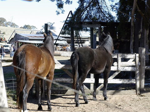 Harlow Park Horse Riding - Attractions Melbourne 1