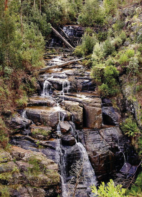 Kinglake National Park - Attractions Melbourne 1