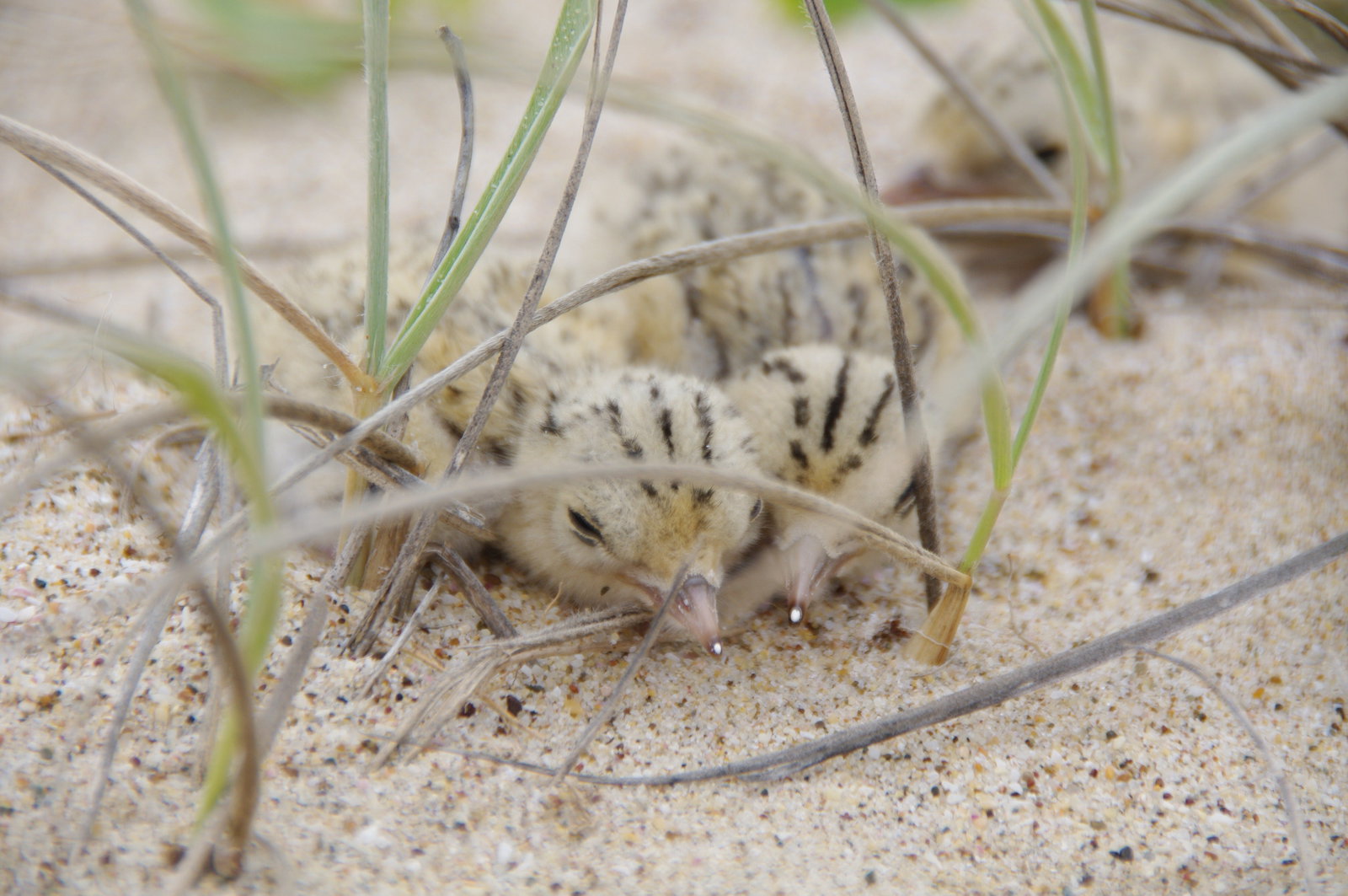 Attractions Melbourne