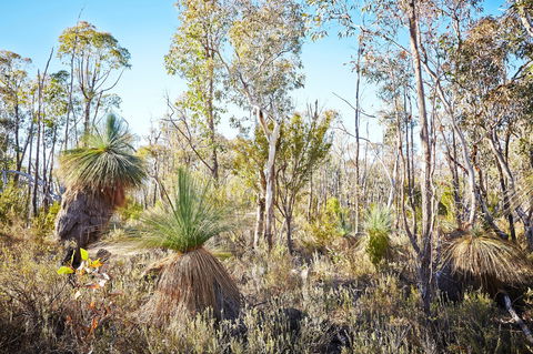 Mt Glenrowan Lookout Walk - Attractions Melbourne 2
