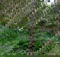 Nature Walking Track - Attractions Melbourne