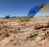 Peery Lake picnic area - Attractions Melbourne