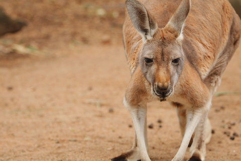 Perth Zoo - Attractions Melbourne 1