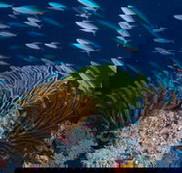 Southern Small Detached Reef Dive Site - Attractions Melbourne