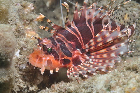 The Seaway Dive Site - Attractions Melbourne 0