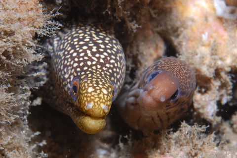 The Seaway Dive Site - Attractions Melbourne 1