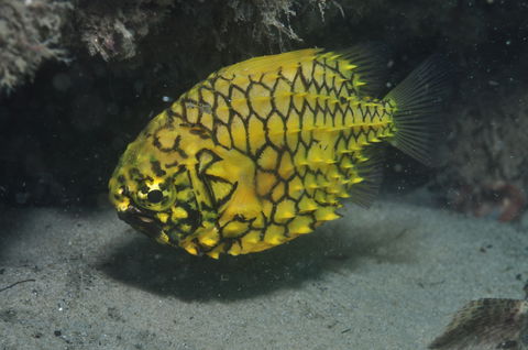 The Seaway Dive Site - Attractions Melbourne 2
