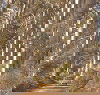 The Great Forest Trees Drive - Attractions Melbourne