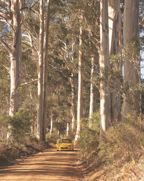 The Great Forest Trees Drive - Attractions Melbourne 0