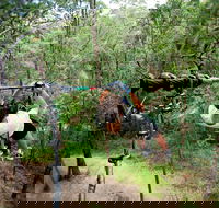 TreeTop Challenge - Attractions Melbourne