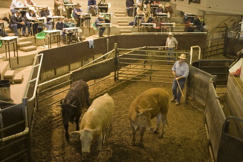 Wagga Wagga Livestock Marketing Centre - Attractions Melbourne 0