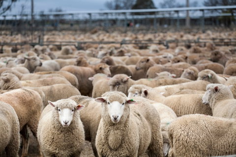 Wagga Wagga Livestock Marketing Centre - Attractions Melbourne 1