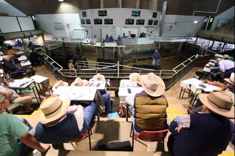 Wagga Wagga Livestock Marketing Centre - Attractions Melbourne 2