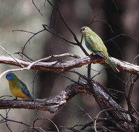 Warby-Ovens National Park - Attractions Melbourne