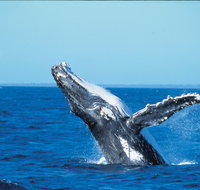Whale Watching on Keswick Island - Attractions Melbourne
