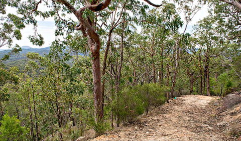 Yango Walking Track - Attractions Melbourne 0