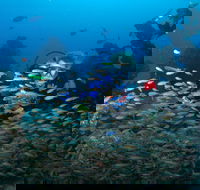 Aarhus Dive Site - Attractions Melbourne