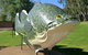 Big Murray Cod - thumb 0