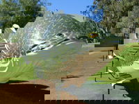 Big Murray Cod