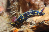Cochrane Artificial Reef Dive Site