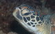 Cochrane Artificial Reef Dive Site - thumb 2