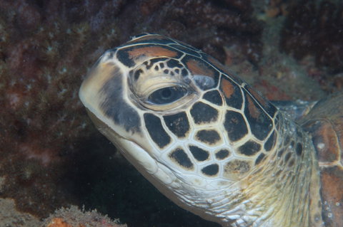 Cochrane Artificial Reef Dive Site - Attractions Melbourne 2